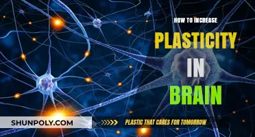 Unlocking Brain Plasticity: Simple Ways to Enhance Neuroplasticity