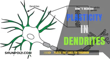 Unlocking Brain Power: Enhancing Dendrite Plasticity for Cognitive Growth
