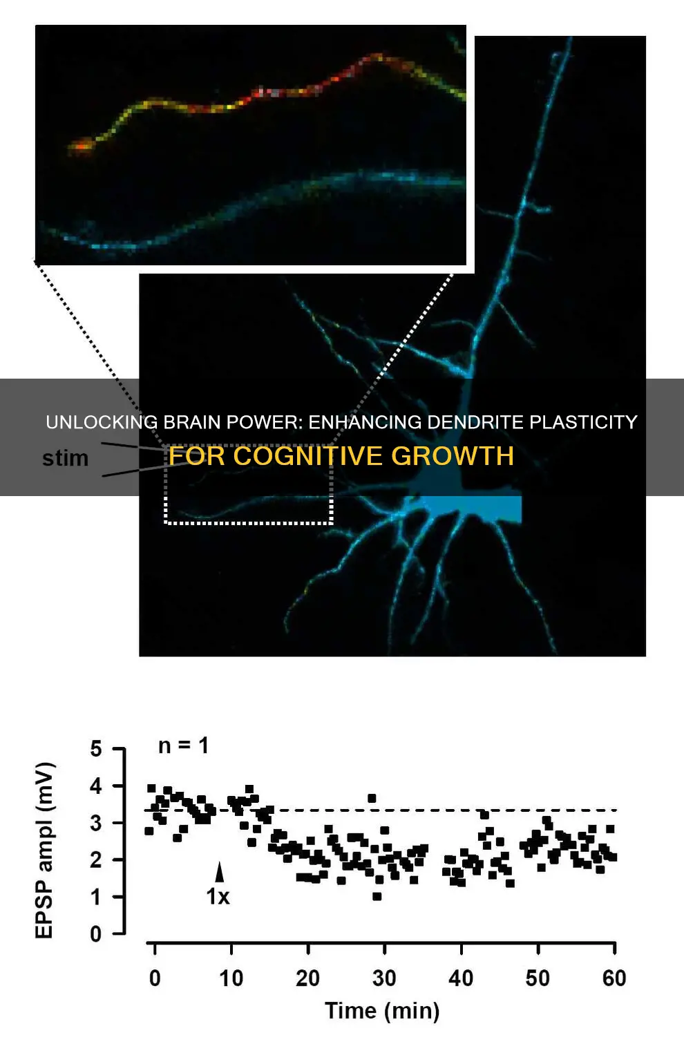 how to increase plasticity in dendrites