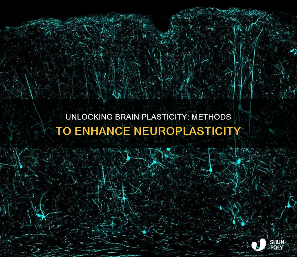how to introduce plasticity in the brain