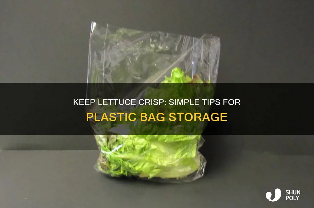how to keep lettuce fresh in plastic bag