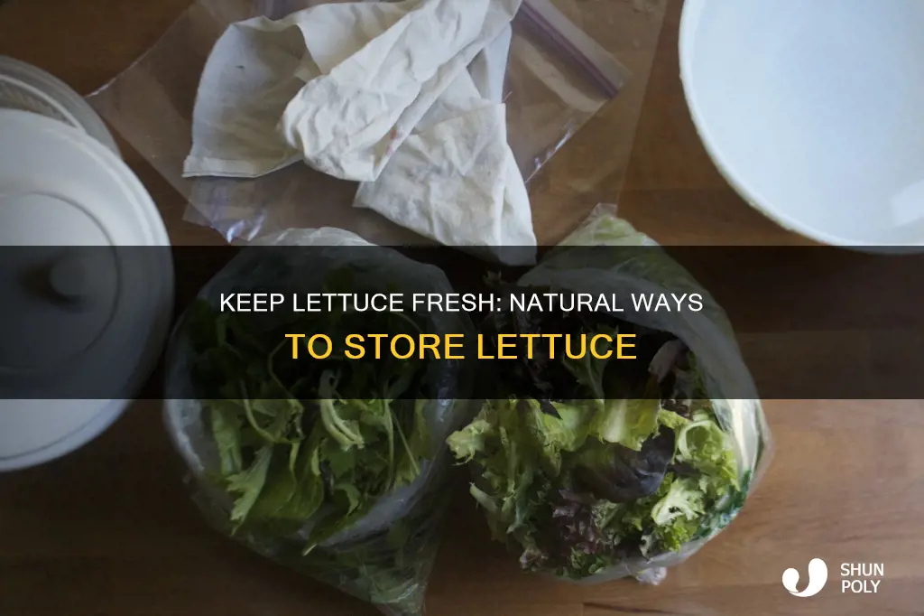 how to keep lettuce fresh without plastic