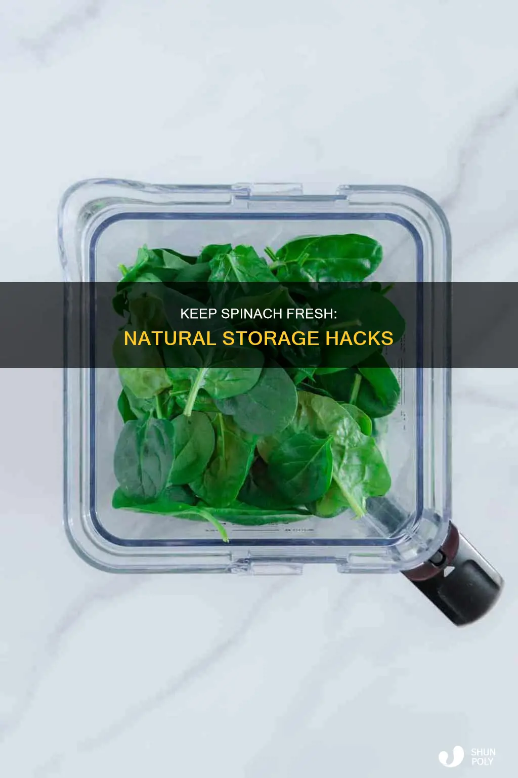 how to keep spinahc fresh without plastic