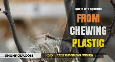 Preventing Squirrels from Chewing Plastic: Effective Strategies