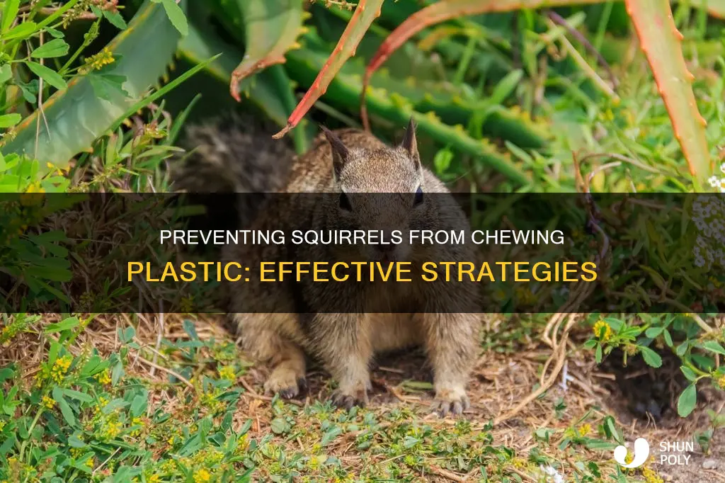 how to keep squirrels from chewing plastic