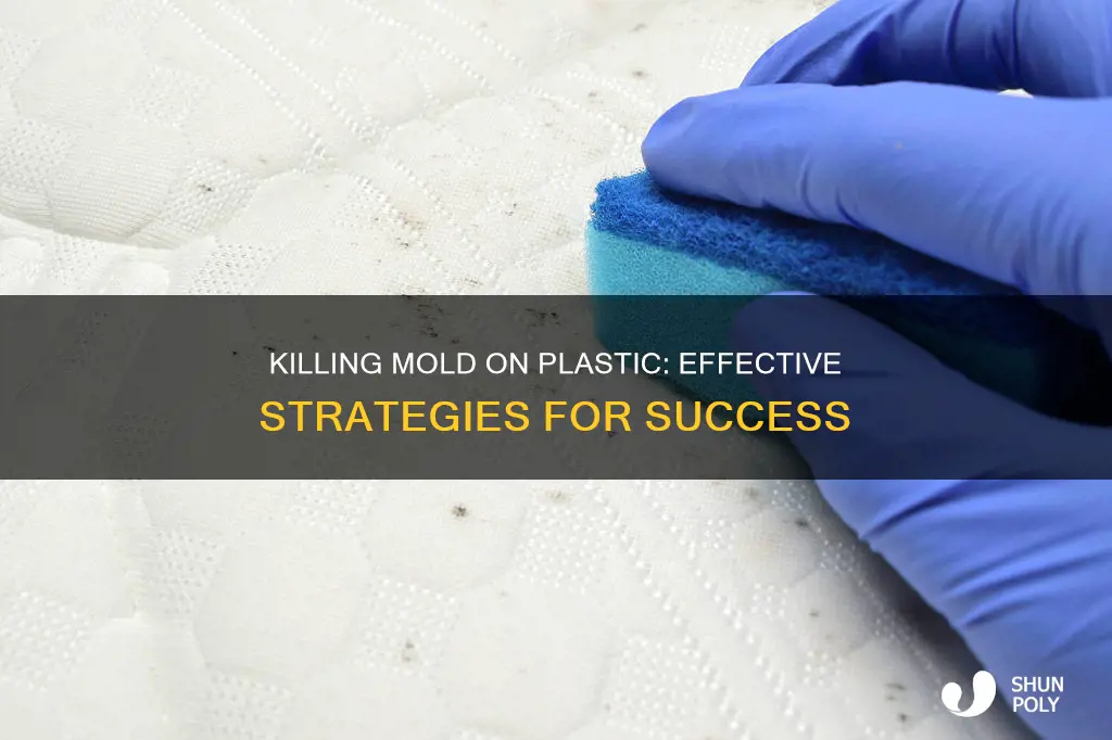 how to kill mold on plastic