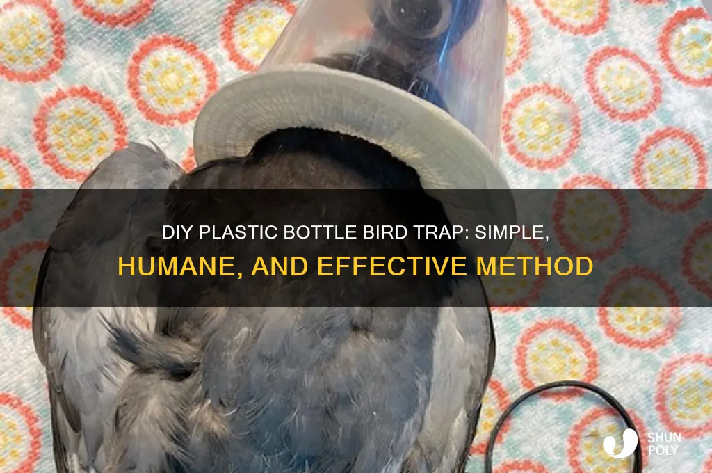 how to make a bird trap with a plastic bottle