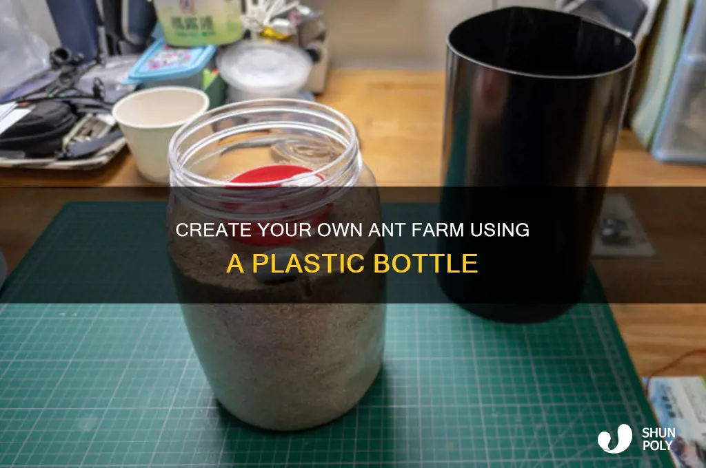 how to make an ant farm with a plastic bottle