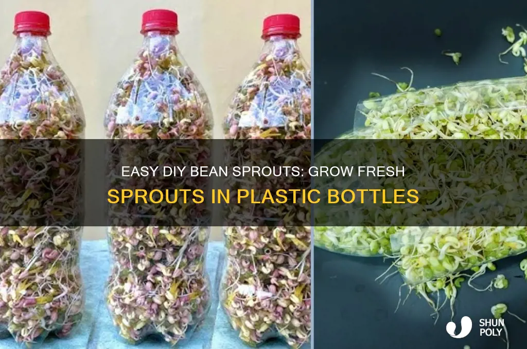 how to make bean sprouts in plastic bottle