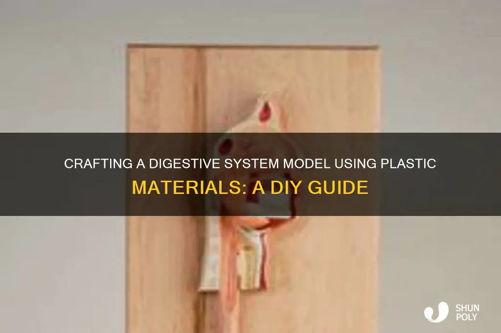 how to make digestive system with plastic