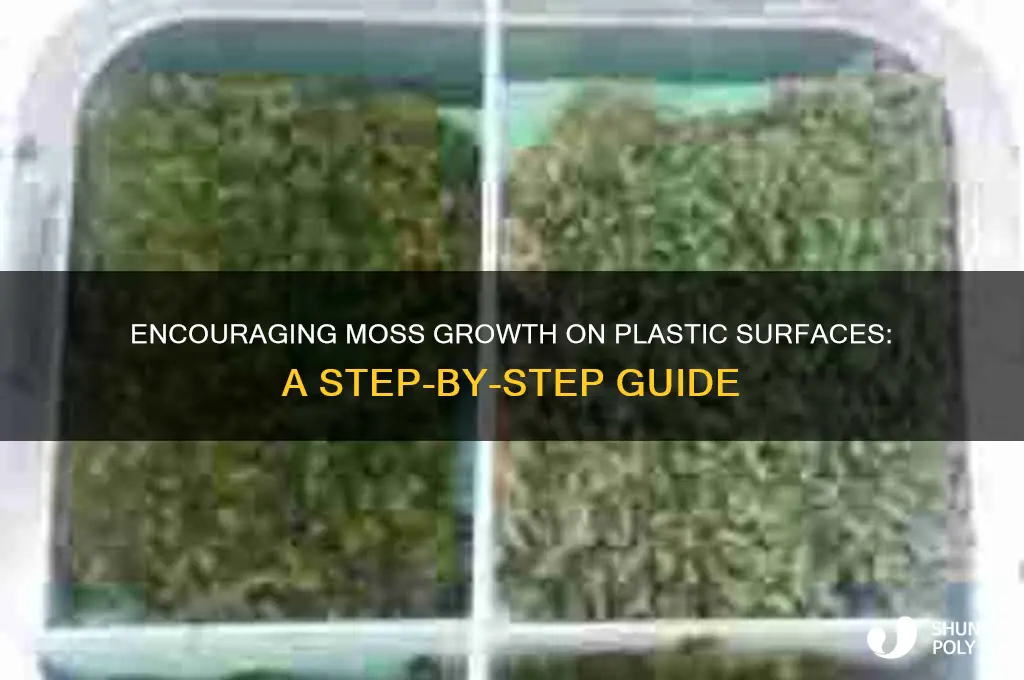 how to make moss grow on plastic