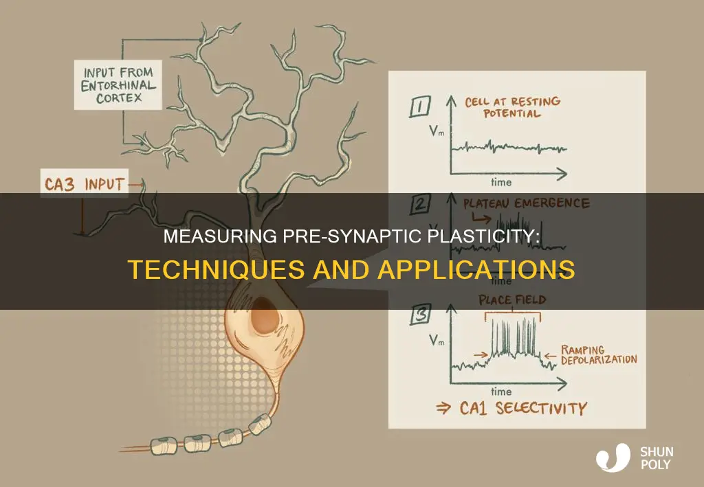 how to measure pre-synaptic plasticity