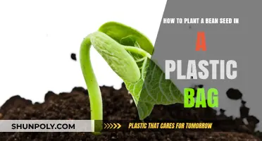 Easy Bean Seed Sprouting: A Plastic Bag Gardening Guide