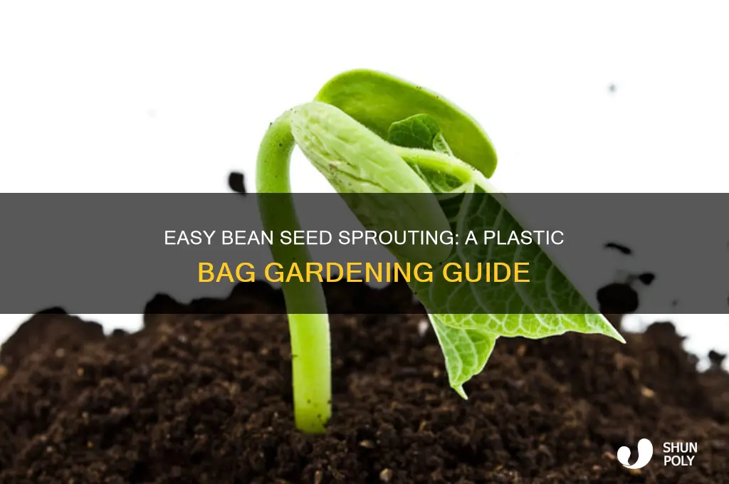 how to plant a bean seed in a plastic bag