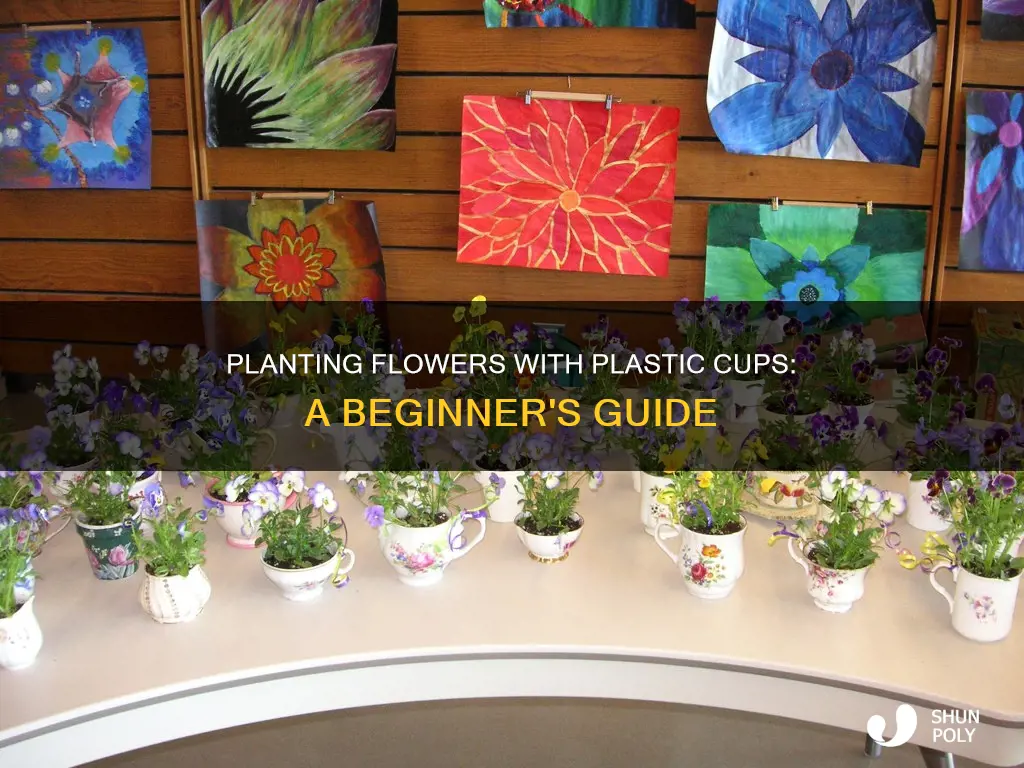 how to plant flowers with plastic cups