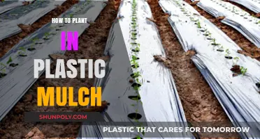 Planting with Plastic Mulch: A Step-by-Step Guide