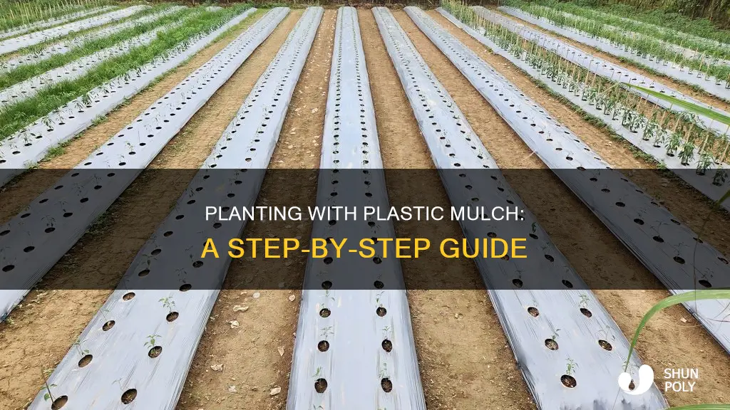 how to plant in plastic mulch