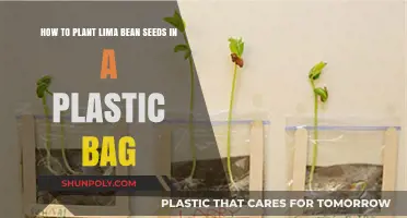 Easy Lima Bean Sprouting: Planting Seeds in Plastic Bags