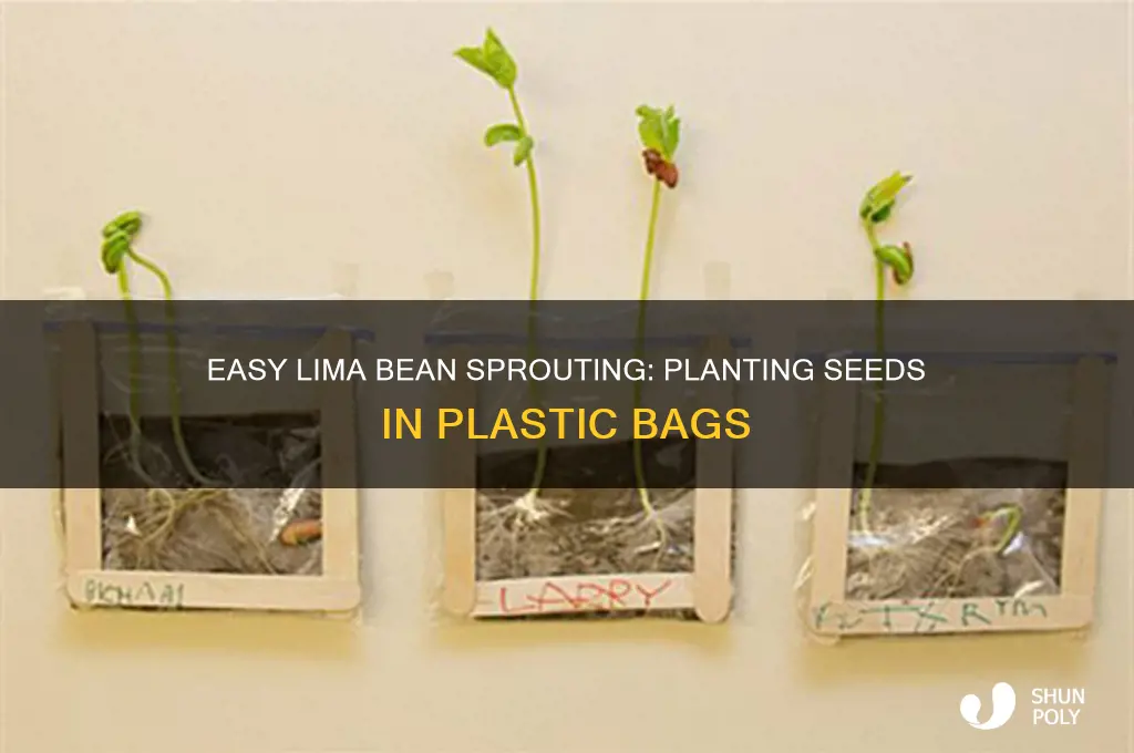 how to plant lima bean seeds in a plastic bag