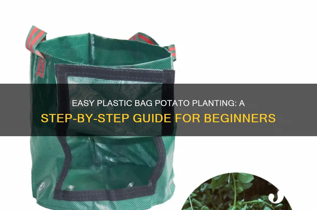 how to plant potatoes in a plastic bag