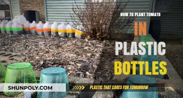 Eco-Friendly Gardening: Planting Tomatoes in Plastic Bottles Easily