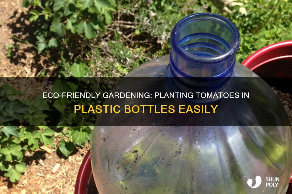 how to plant tomato in plastic bottles