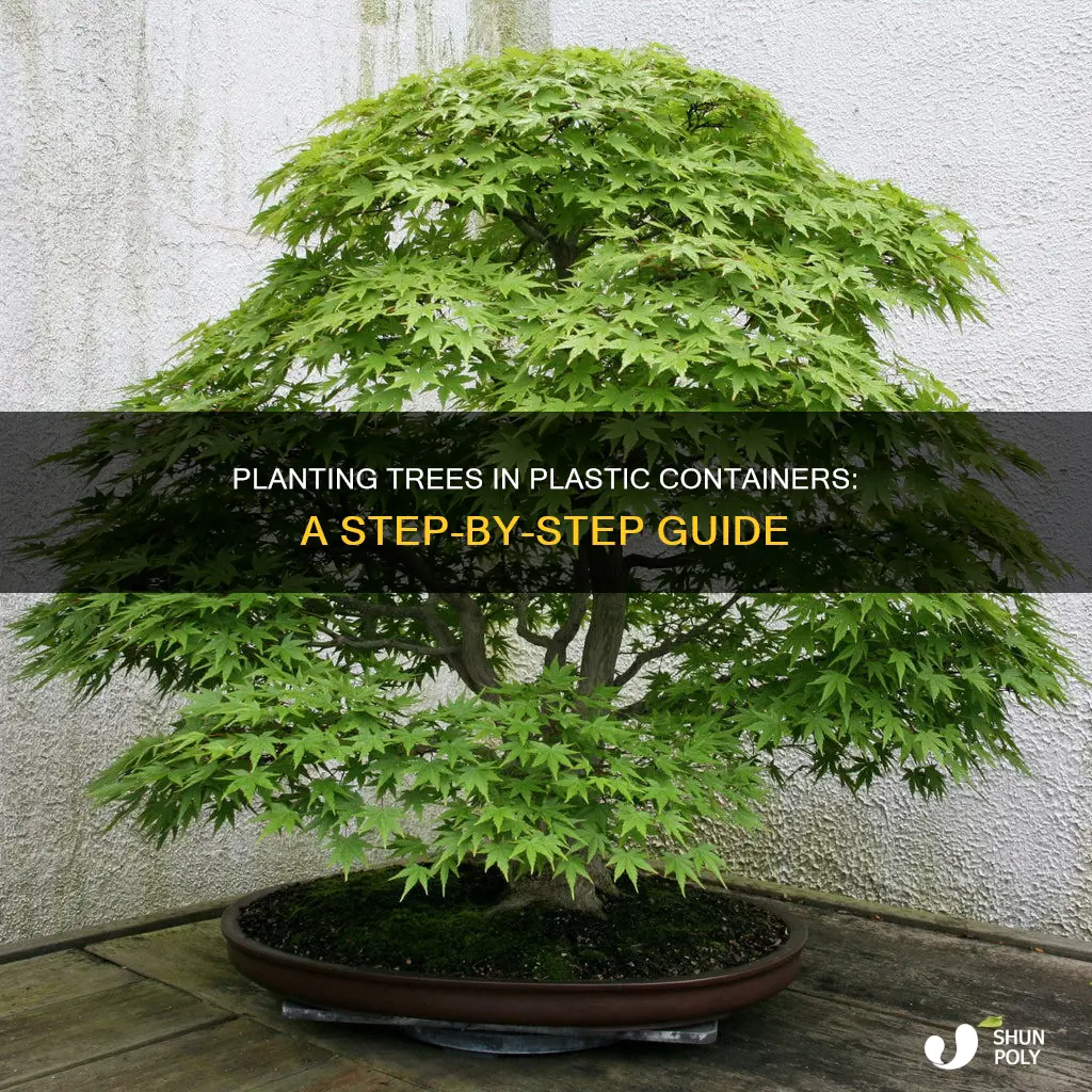 how to plant treea in plastic container