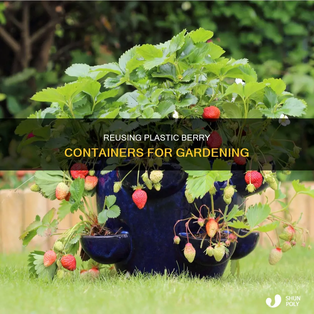 how to plant with plastic berry containers