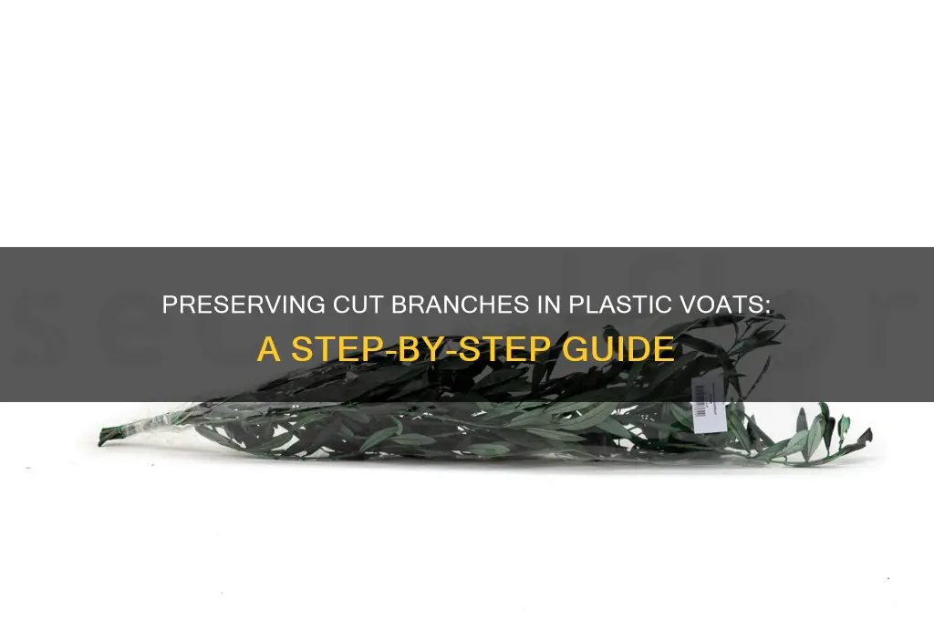 how to preserve a cut branch in plastic voat