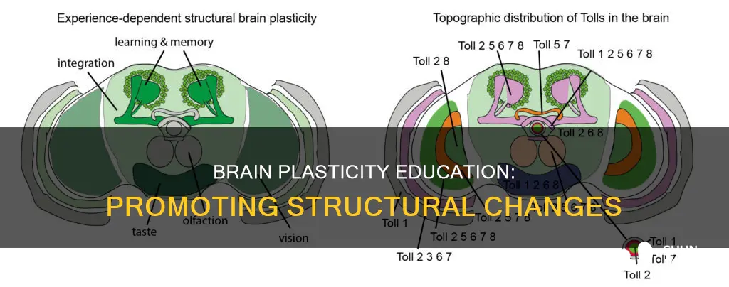 how to promote structural brain plasticity education