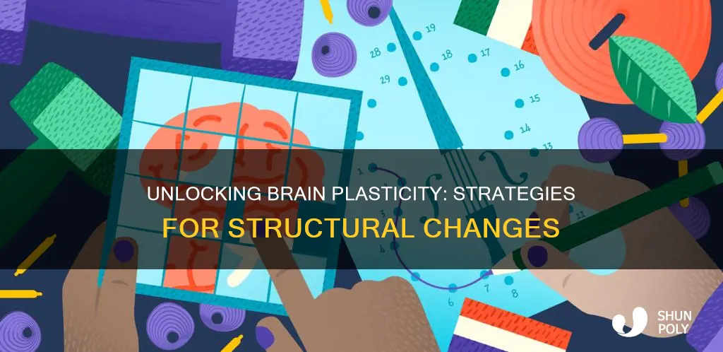 how to promote structural brain plasticity