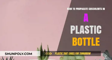 Easy Succulent Propagation: Grow in Plastic Bottles Step-by-Step