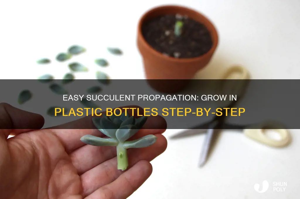 how to propagate succulents in a plastic bottle