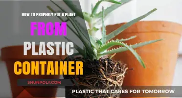Potting Plants: From Plastic to Perfectly Potted