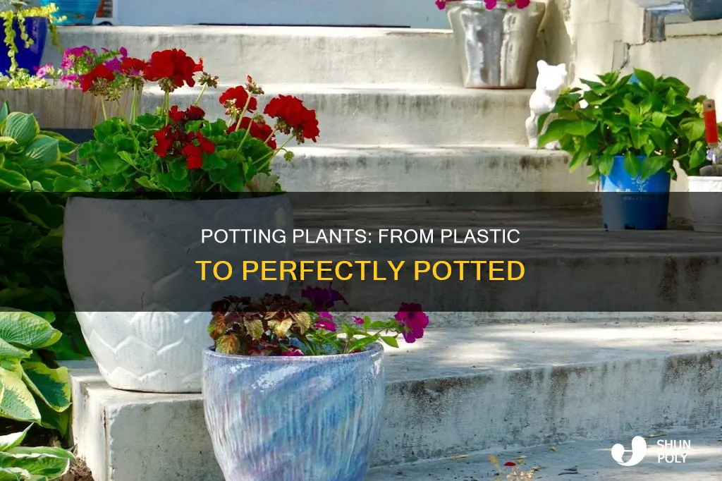 how to properly pot a plant from plastic container