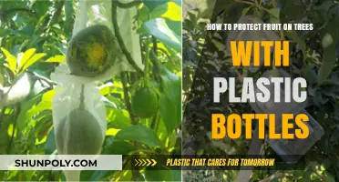 Eco-Friendly Tips: Shielding Fruit Trees Using Recycled Plastic Bottles