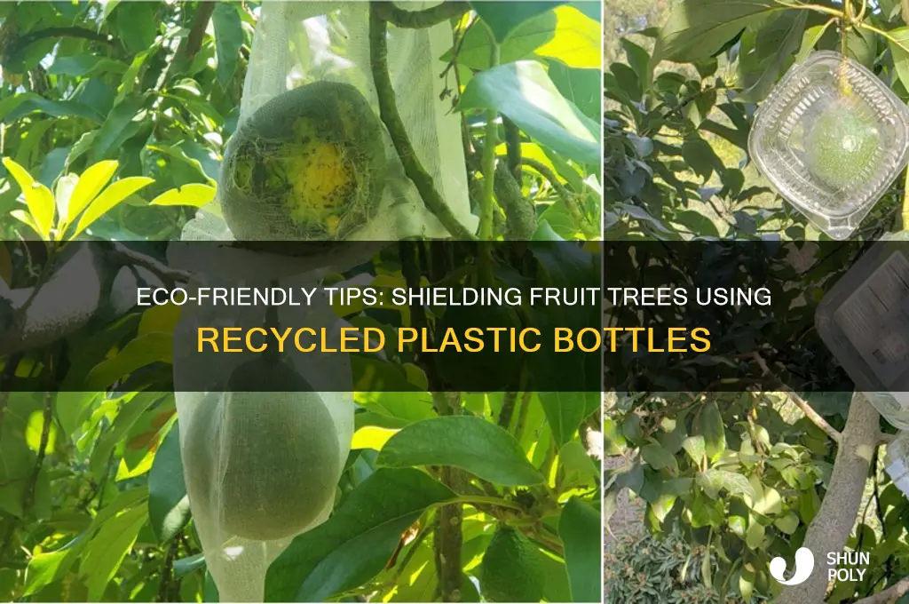 how to protect fruit on trees with plastic bottles