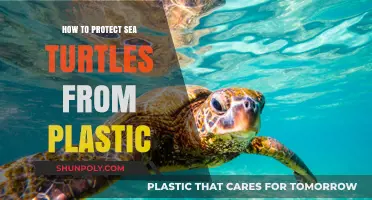 Protecting Sea Turtles: Reducing Plastic Pollution