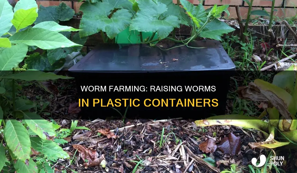 how to raise worms in a plastic container