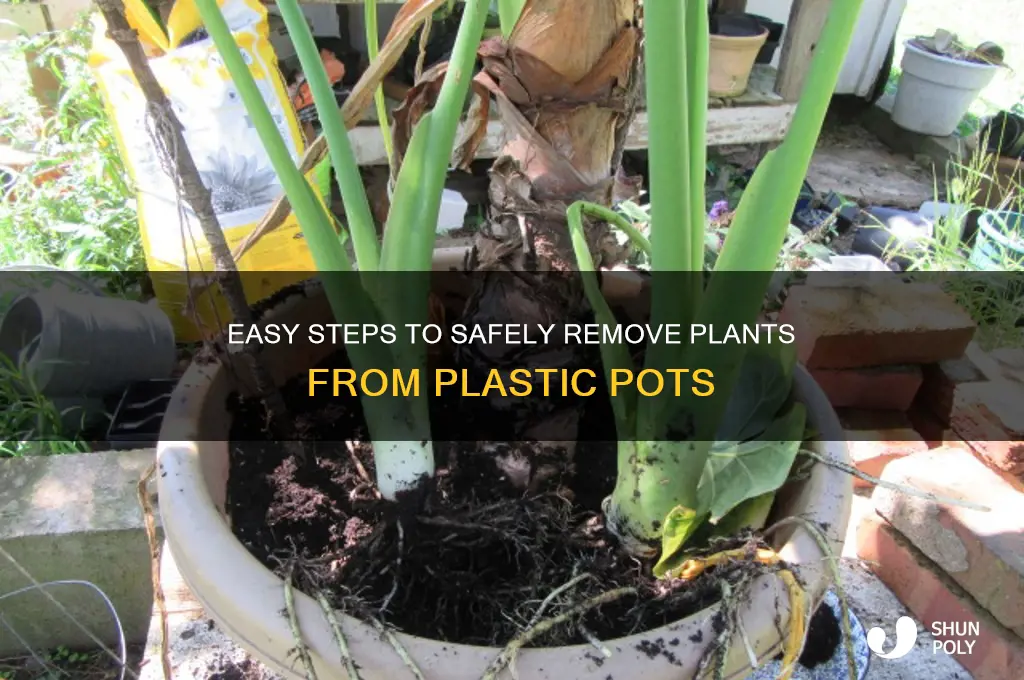 how to remove a plant from a plastic pot