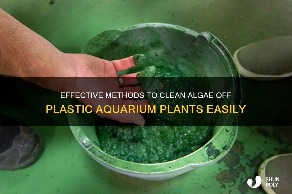 how to remove algae from plastic aquarium plants
