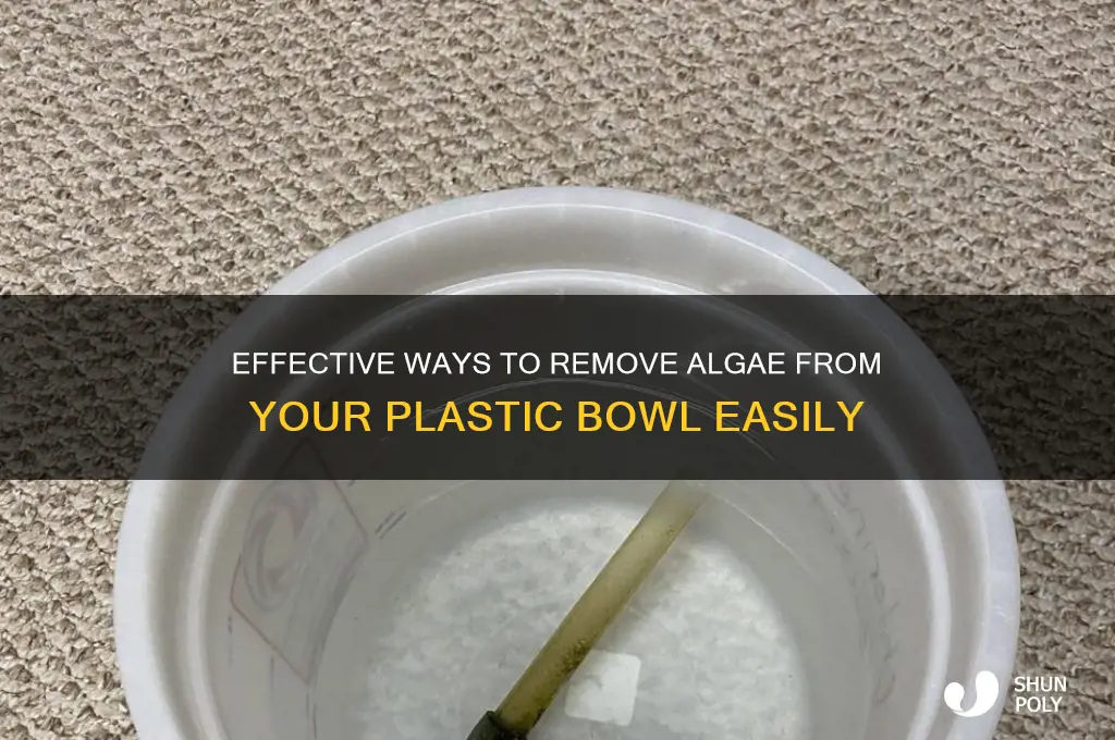 how to remove algae from plastic bowl