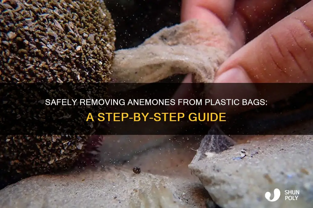 how to remove anemone from plastic bag