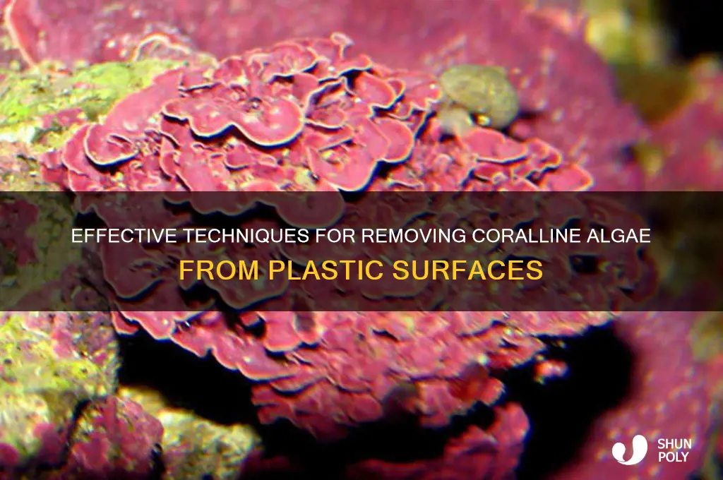 how to remove coralline algae from plastic