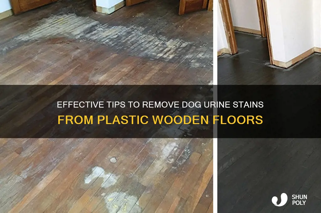 how to remove dog urine stains from plastic wooden floors