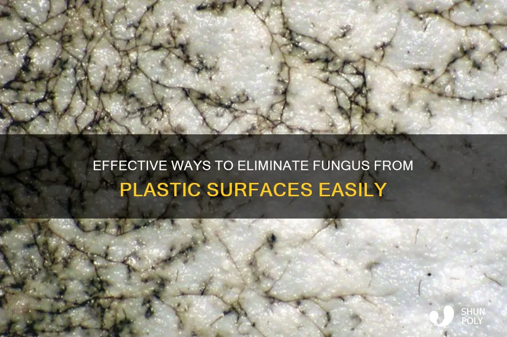 how to remove fungus from plastic