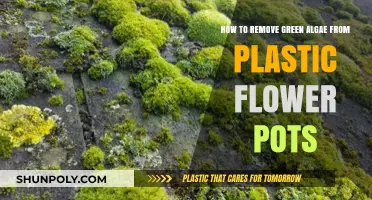 Effective Ways to Clean Green Algae Off Plastic Flower Pots
