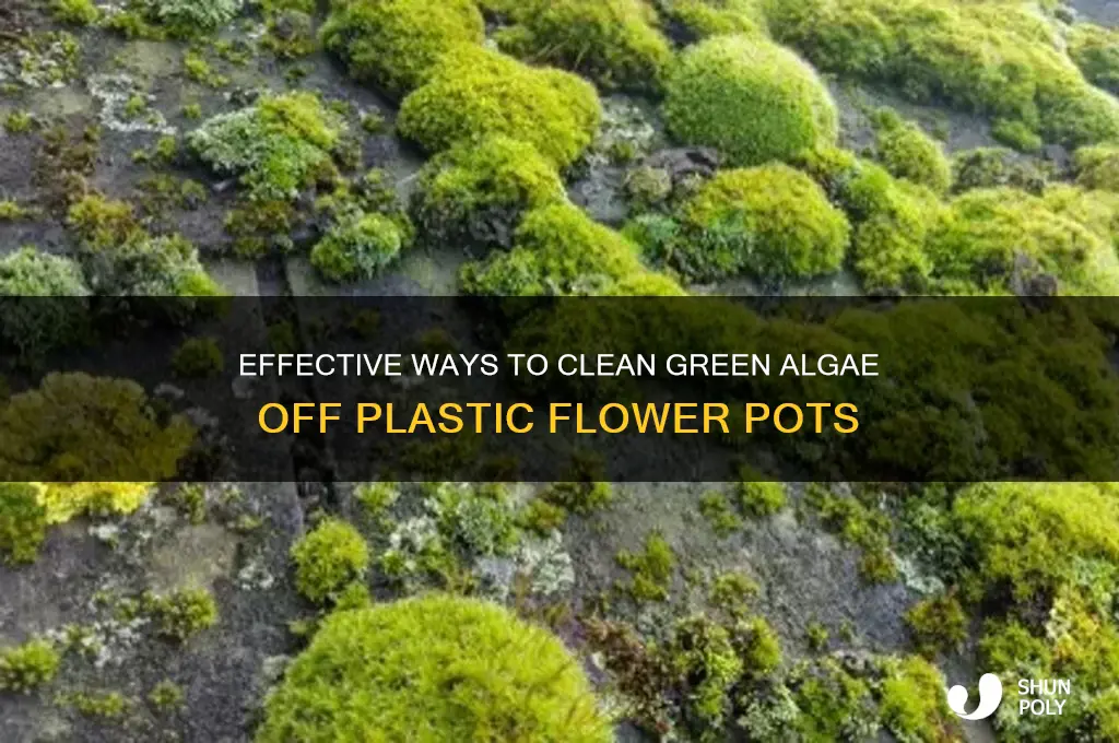 how to remove green algae from plastic flower pots