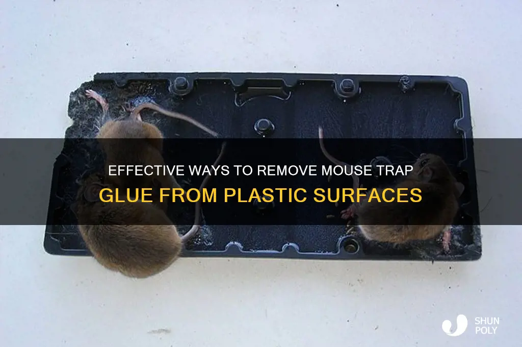 how to remove mouse trap glue from plastic