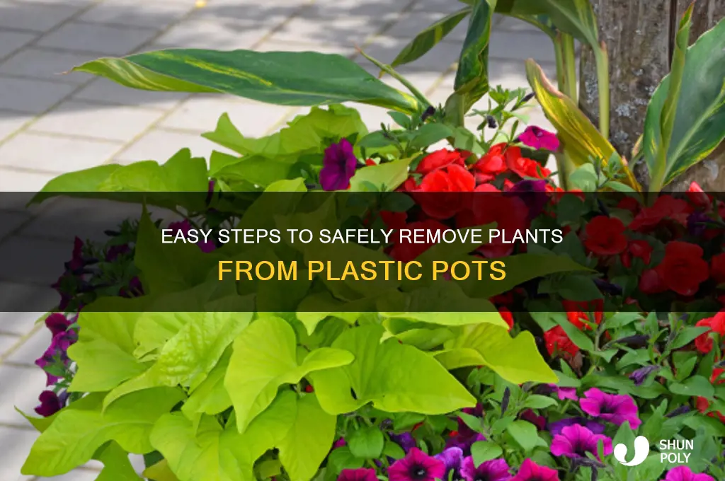how to remove plants from plastic pots